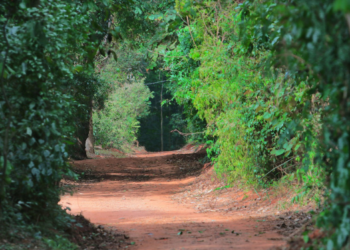 Primeira caminhada Mulheres na Mata de Santa Genebra tem inscrições abertas