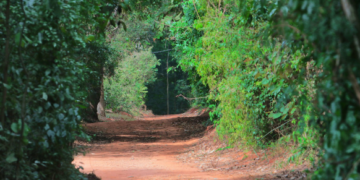Primeira caminhada Mulheres na Mata de Santa Genebra tem inscrições abertas