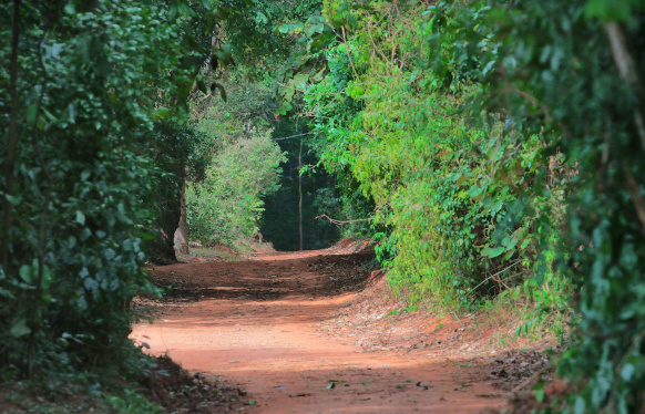 Primeira caminhada Mulheres na Mata de Santa Genebra tem inscrições abertas