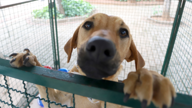 Campinas endurece multas por maus-tratos a animais; penalidades podem ultrapassar R$ 9,6 mil