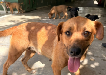 Valinhos cria programa ‘Caminho para um Lar’ para incentivar adoção de cães e gatos