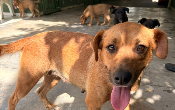 Valinhos cria programa ‘Caminho para um Lar’ para incentivar adoção de cães e gatos