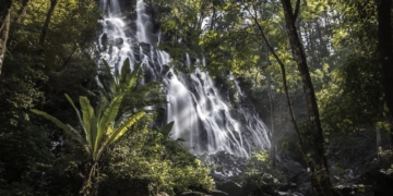 Dia das Florestas, salvação do planeta – por José Pedro Martins