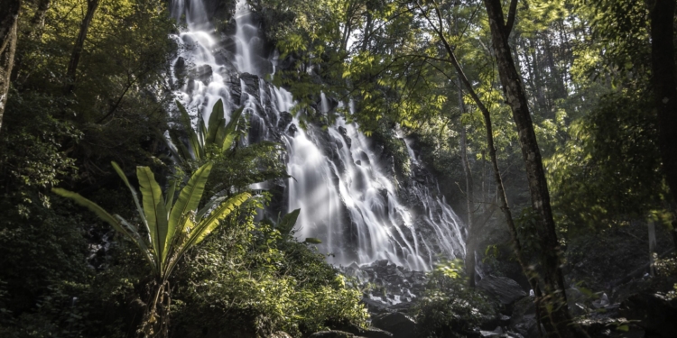Dia das Florestas, salvação do planeta – por José Pedro Martins