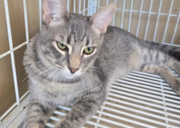 ONG Viralatinhas arrecada doações para Bazar da Pechincha em prol de animais