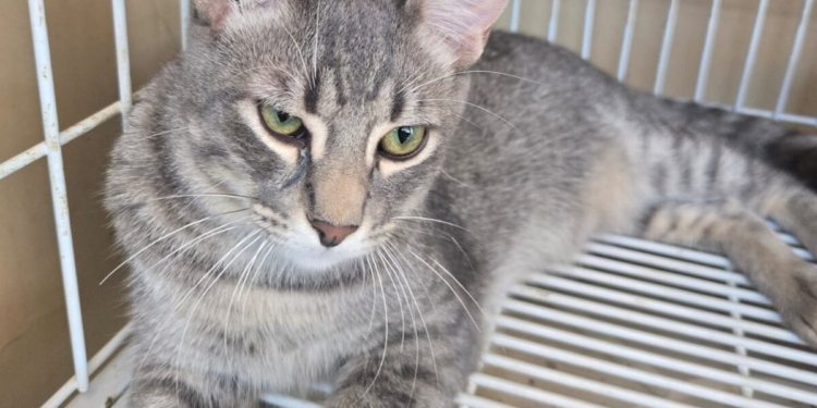 ONG Viralatinhas arrecada doações para Bazar da Pechincha em prol de animais