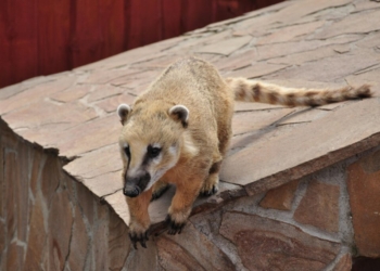 Superpopulação de quatis em Piracicaba acende alerta para convivência urbana com fauna silvestre