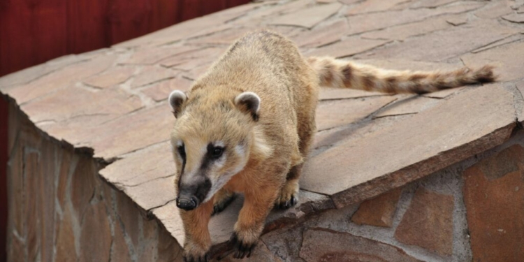 Superpopulação de quatis em Piracicaba acende alerta para convivência urbana com fauna silvestre