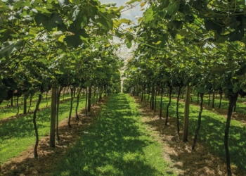 Festa da Uva e do Vinho começa a partir de sexta com entrada gratuita em Indaiatuba