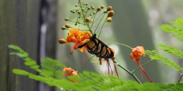Programação especial destaca ciclo de vida no Borboletário da Mata de Santa Genebra