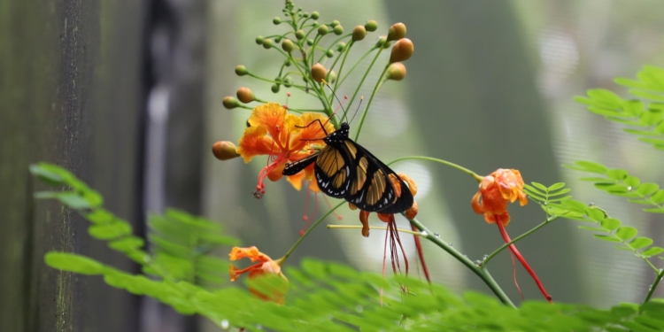 Programação especial destaca ciclo de vida no Borboletário da Mata de Santa Genebra