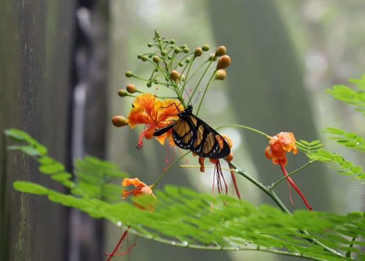 Programação especial destaca ciclo de vida no Borboletário da Mata de Santa Genebra