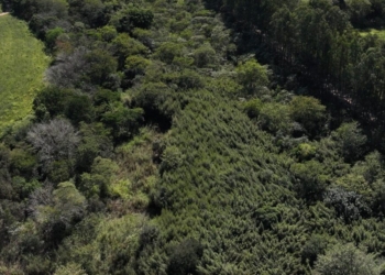 Recuperação ambiental em fazenda de Jaguariúna vira exemplo no Estado
