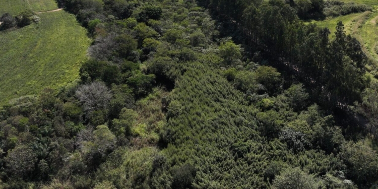 Recuperação ambiental em fazenda de Jaguariúna vira exemplo no Estado