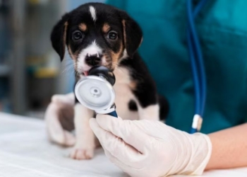 Dia Mundial da Medicina Veterinária é comemorada neste sábado, 25 de abril