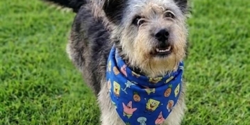 Centro de Convivência de Campinas terá feira de adoção de cães neste domingo