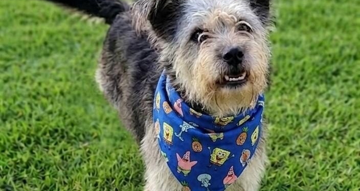 Centro de Convivência de Campinas terá feira de adoção de cães neste domingo