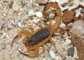 Veja quando procurar atendimento após picada de escorpião