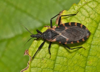 Doença de Chagas: entenda a importância da prevenção