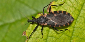 Doença de Chagas: entenda a importância da prevenção