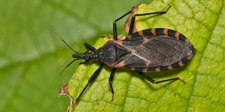 Doença de Chagas: entenda a importância da prevenção