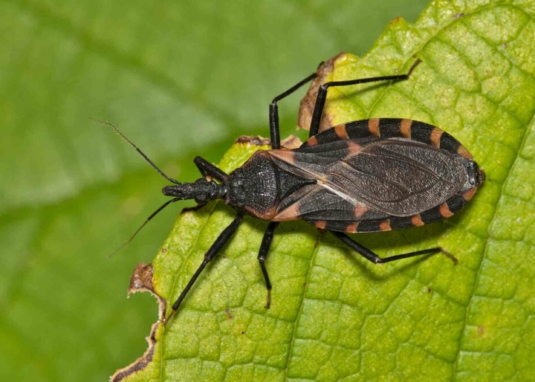 Doença de Chagas: entenda a importância da prevenção