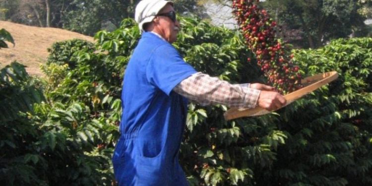 Dia mundial do café: São Paulo é destaque com rota turística e novas pesquisas