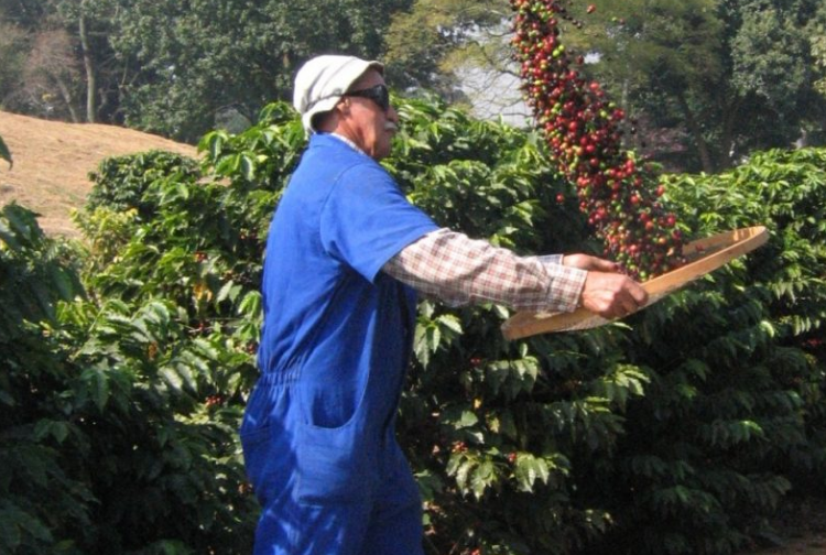 Dia mundial do café: São Paulo é destaque com rota turística e novas pesquisas