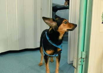 Consultório Veterinário Móvel inicia atendimento segunda-feira na Vila Castelo Branco