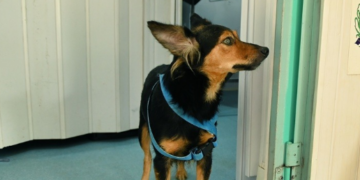 Consultório Veterinário Móvel inicia atendimento segunda-feira na Vila Castelo Branco