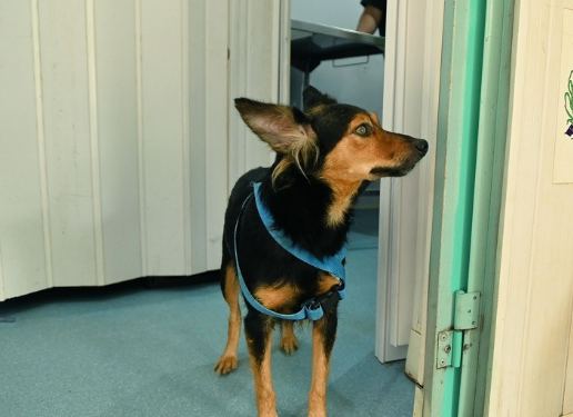 Consultório Veterinário Móvel inicia atendimento segunda-feira na Vila Castelo Branco