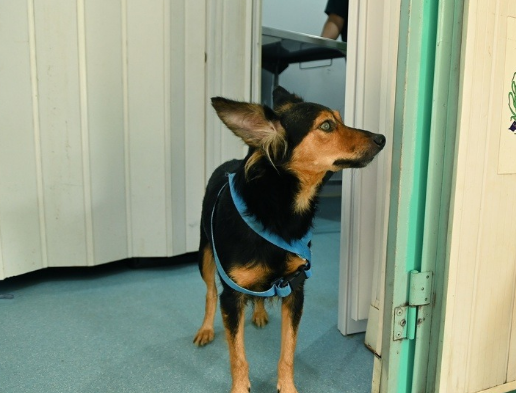 Consultório Veterinário Móvel inicia atendimento segunda-feira na Vila Castelo Branco