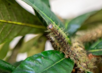 O que fazer ao encontrar uma taturana ou lagarta? Instituto Butantan orienta