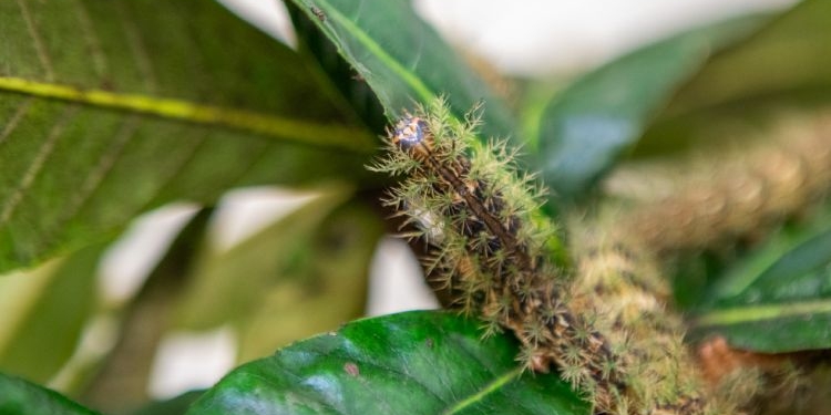 O que fazer ao encontrar uma taturana ou lagarta? Instituto Butantan orienta