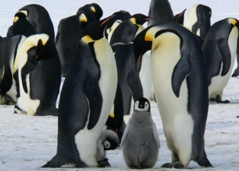 Mudanças climáticas colocam animais em extinção – por José Pedro Martins