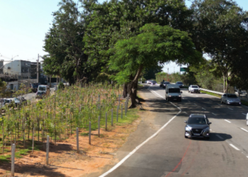 Campinas atinge 33 mil mudas plantadas em microflorestas urbanas