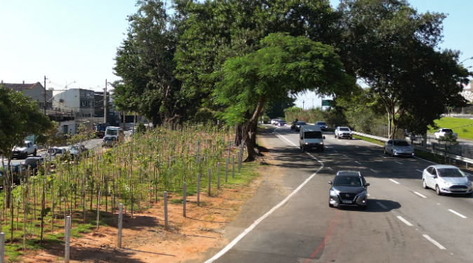 Campinas atinge 33 mil mudas plantadas em microflorestas urbanas