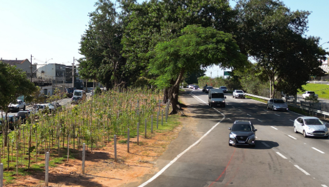 Campinas atinge 33 mil mudas plantadas em microflorestas urbanas