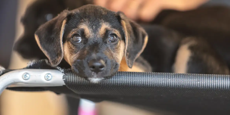 Governo abre consulta pública sobre genéricos e similares veterinários