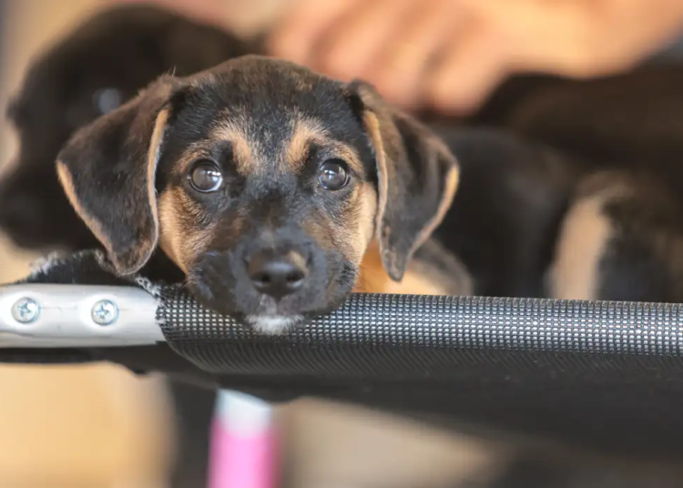 Governo abre consulta pública sobre genéricos e similares veterinários