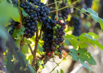 Rotas do Vinho de São Paulo chegam a 87 atrativos e valorizam experiências