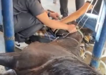 MP processa fabricante de ração por mortes de cavalos em Indaiatuba e região