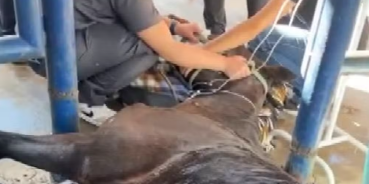 MP processa fabricante de ração por mortes de cavalos em Indaiatuba e região