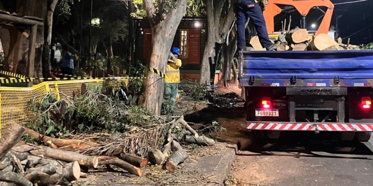 Laudo da Esalq contradiz Comdema sobre estado de árvores extraídas da Praça do Coco
