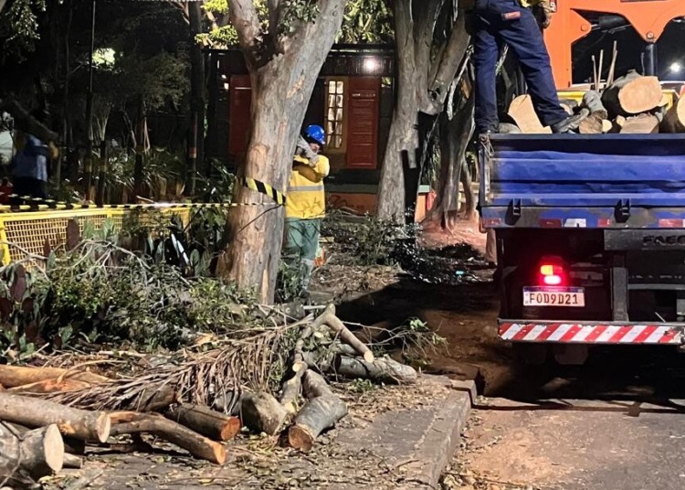 Laudo da Esalq contradiz Comdema sobre estado de árvores extraídas da Praça do Coco