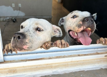 Tutor é preso após denúncia anônima de maus-tratos a pitbulls em Capivari