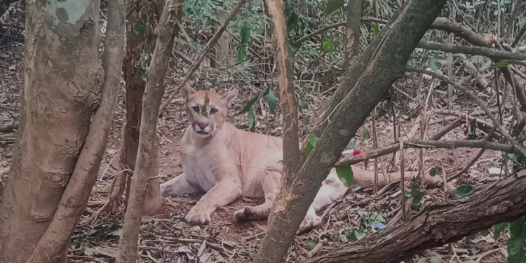 Associação Mata Ciliar devolve onça-parda à natureza após longa recuperação