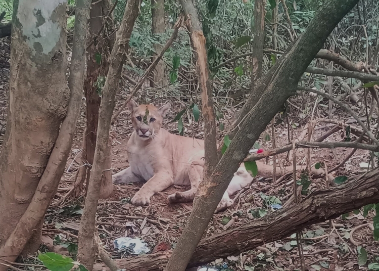 Associação Mata Ciliar devolve onça-parda à natureza após longa recuperação