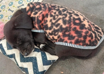 Saiba como proteger seu animal de estimação no Inverno; veja dicas