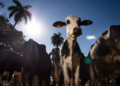 União Europeia oficializa veto à carne brasileira